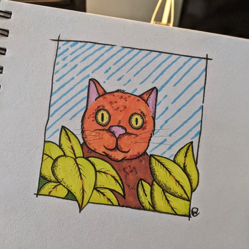 Ginger Cat