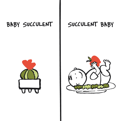 Baby Succulent v Succulent Baby