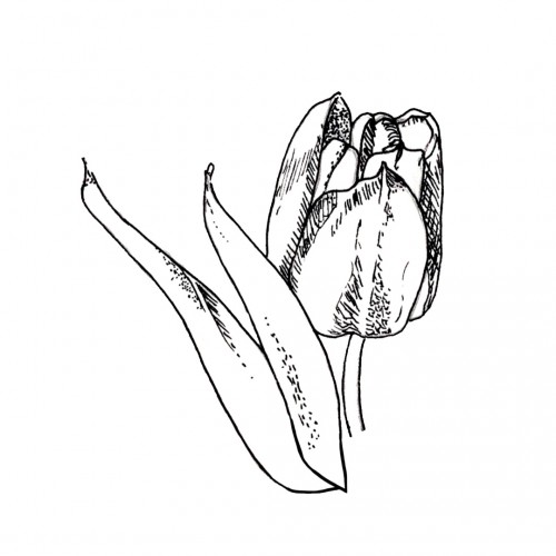 Tulip