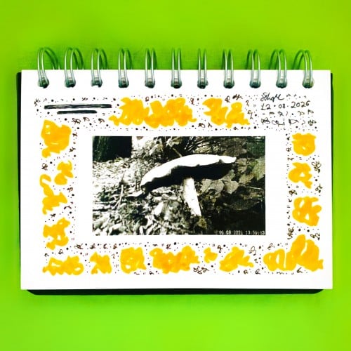“Shroom Too”, August 2026.