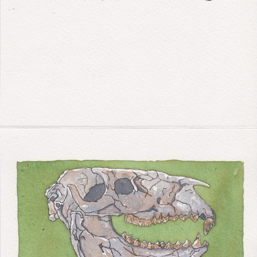 Fossil skull greeting card.