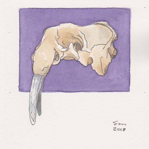 Walrus Skull