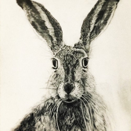 Wild Hare