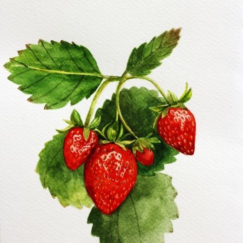 watercolor strawberries