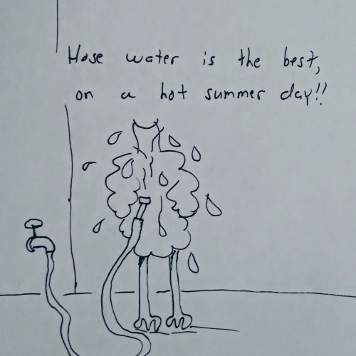 Summer chicken fun