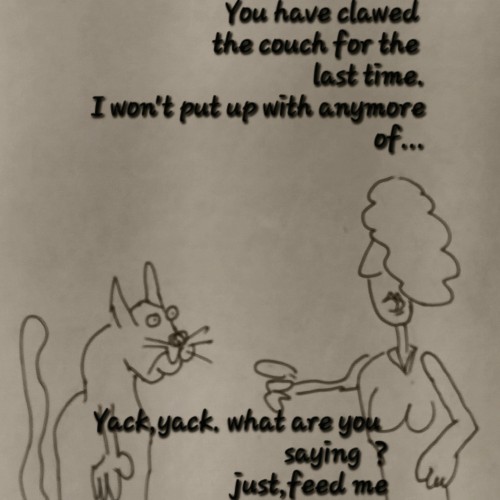 Bad kitty