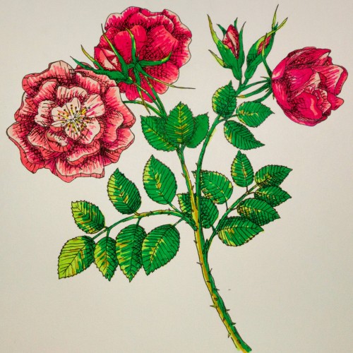 rosa rosae rosae