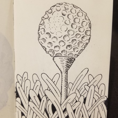 Fore