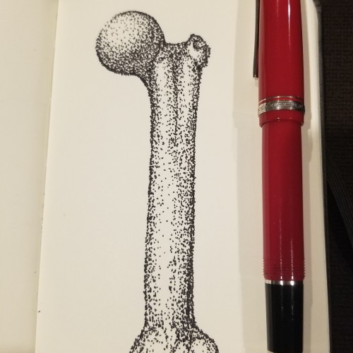 Femur