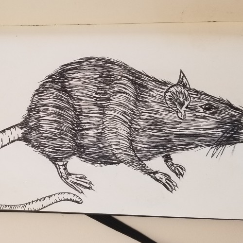 Rat