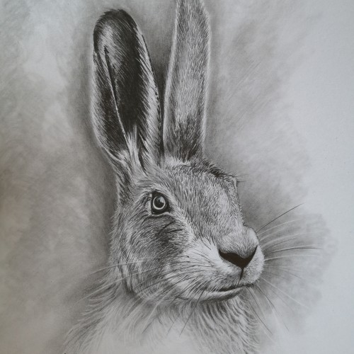 Hare