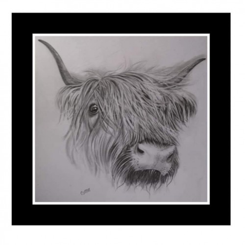 Highland coo