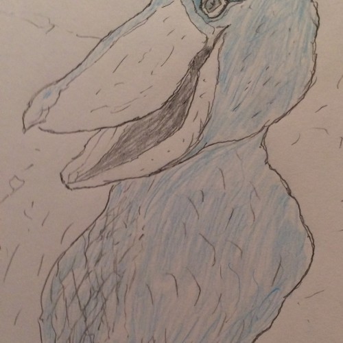 Strange Bird...Shoebill Stork