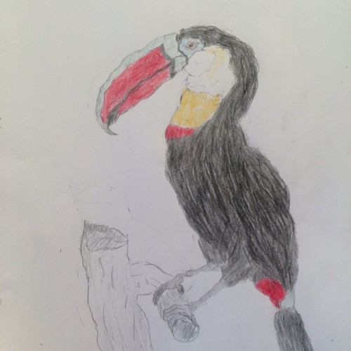 Toucan