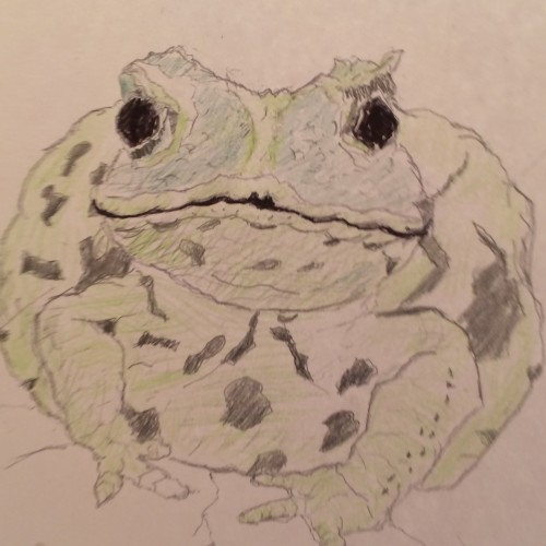 Unhappy Toad?