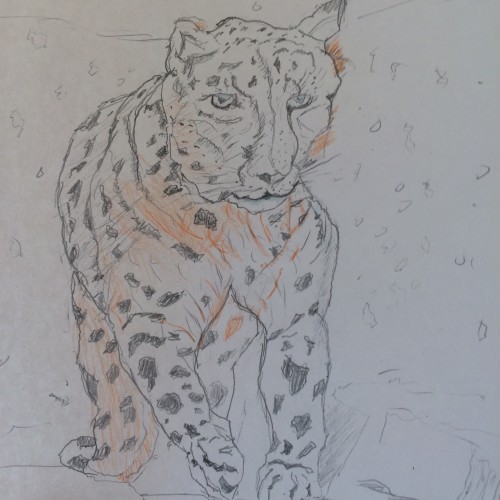Snow Leopard..Crude Drawing