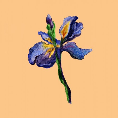 Iris Flower