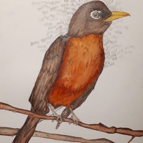 American Robin