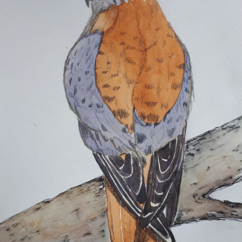 Kestrel #2