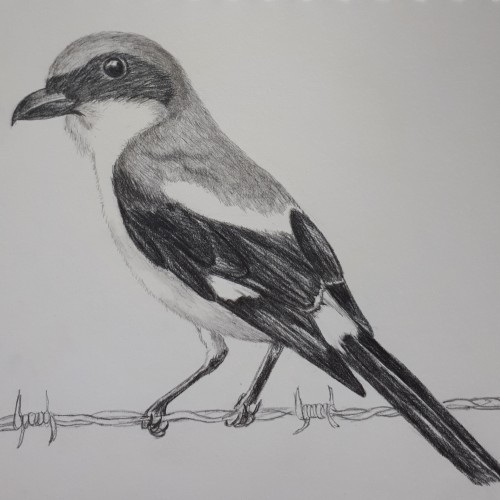 Shrike in pencil