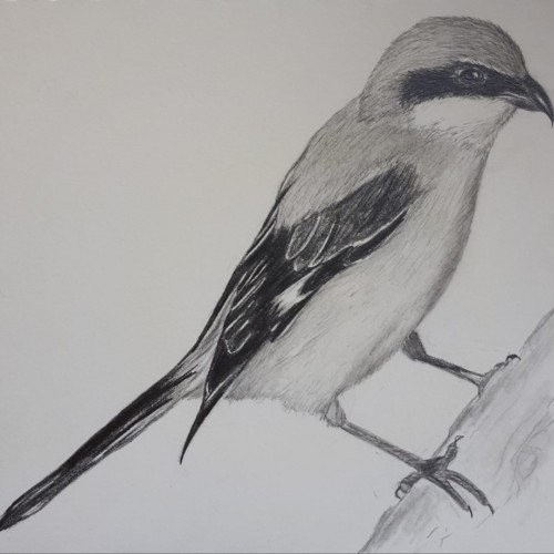 Shrike in pencil #2