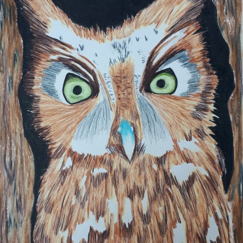 Screech Owl