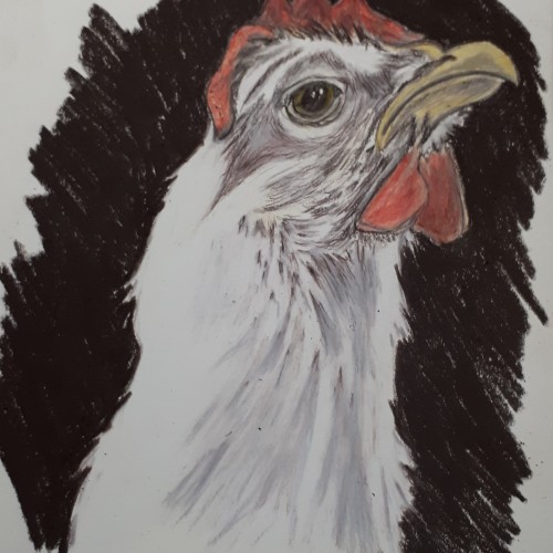 One proud chicken