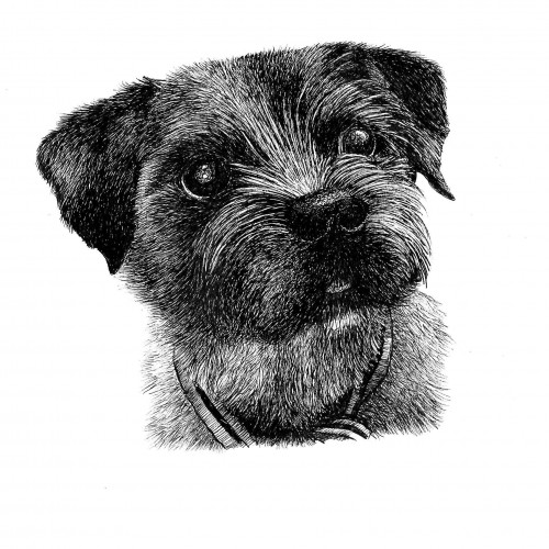 Border Terrier