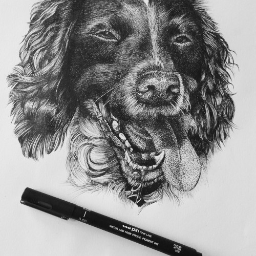 Daisy the Springer Spaniel