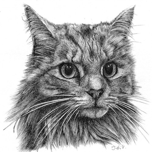 Silver tabby