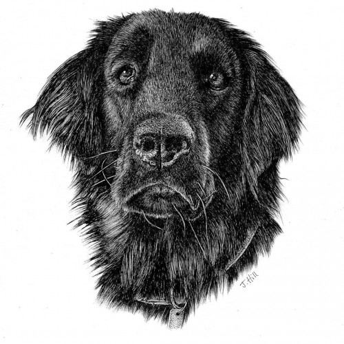 Black labrador