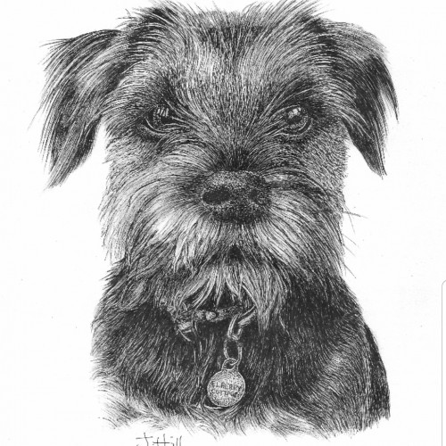 Border Terrier