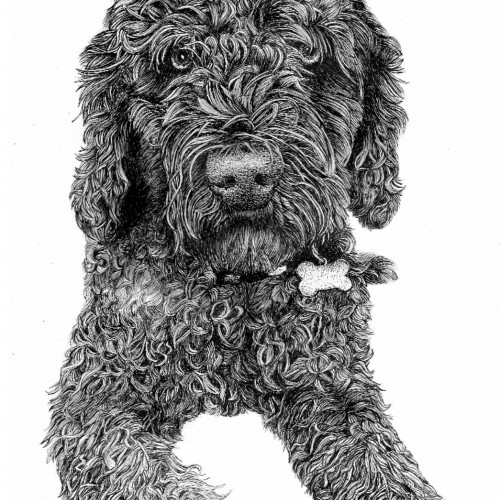 Spanish water Dog