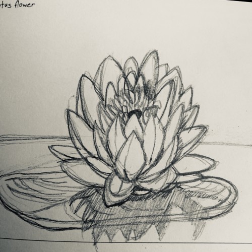 Lotus Flower