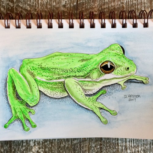 Tree Frog