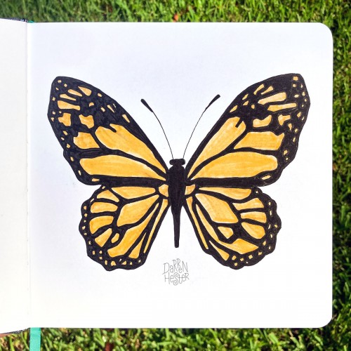 Butterfly