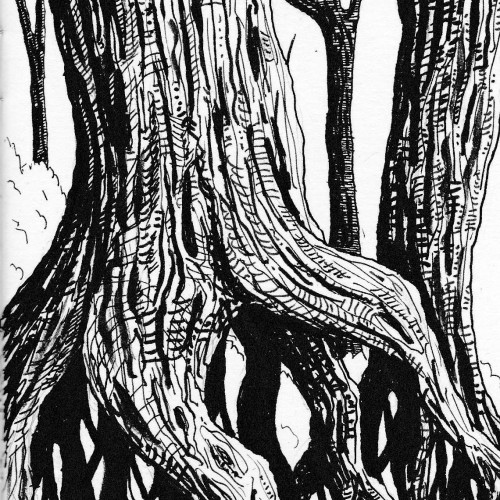 Sketchbook Trees