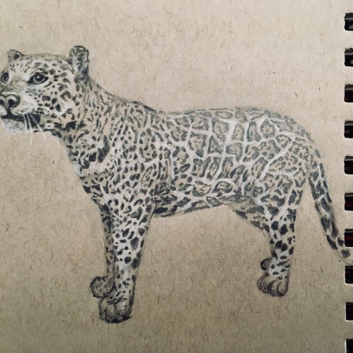 Leopard