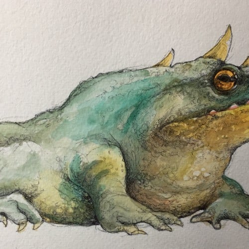 Dragon frog 2