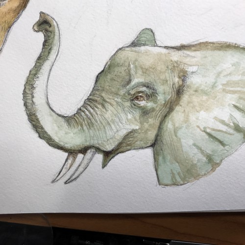 Elephant