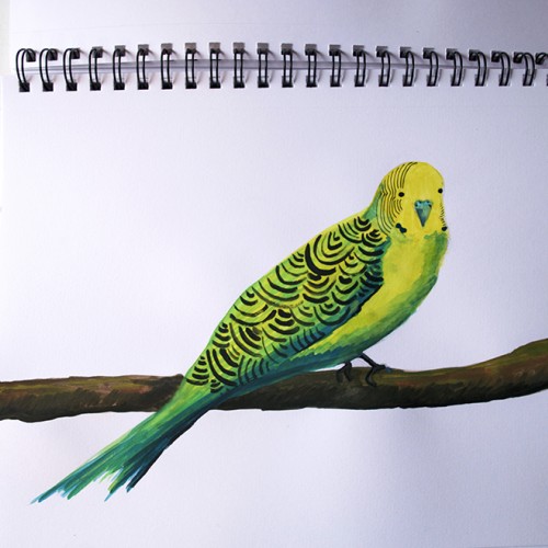 Parakeet