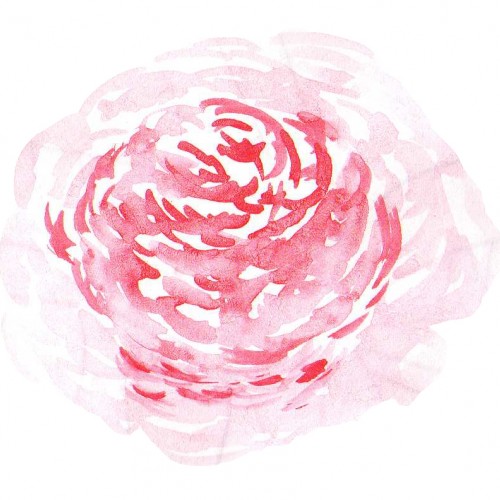 Pink camelia