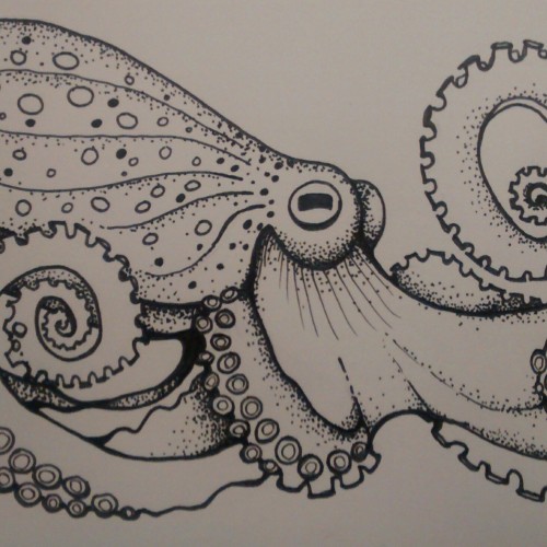 Octopus