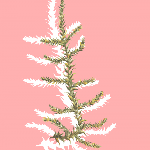 Botanicall illustrarion of a moss Haplocladium macrophyllum