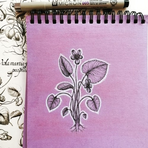 A violet flower (Viola) on a lilac paper