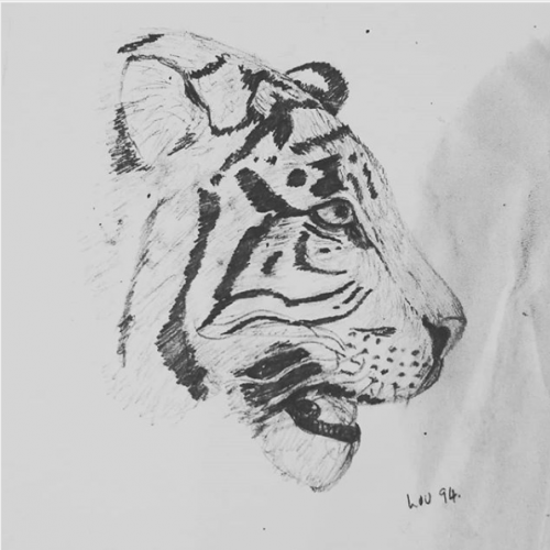 Tiger Sketch