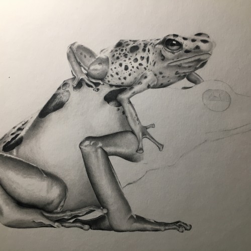 Papa Frog (wip)