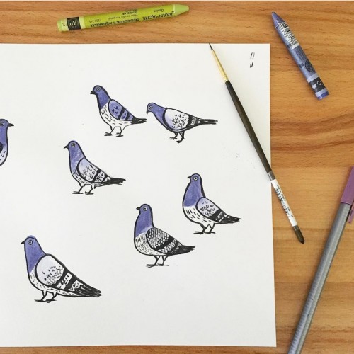 Pigeons