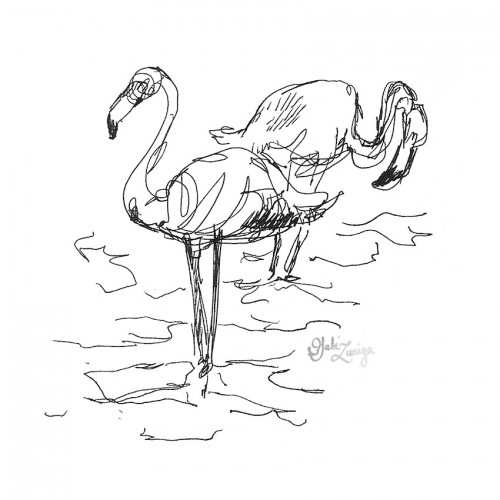 flamingo sketch