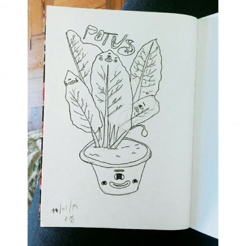 Potus plant